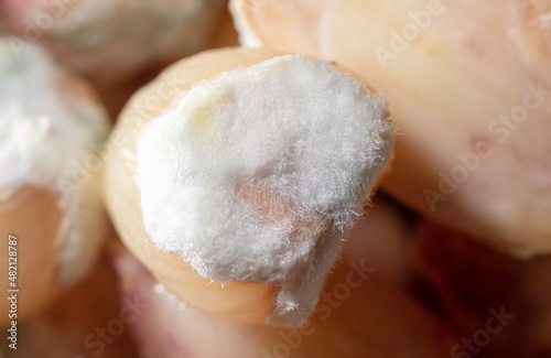 Garlic in mold as a background.