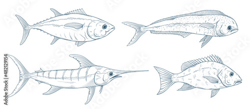 Ocean fish doodles set. Marlin, tuna, mahi mahi, red snapper fish sketch. Blue marlin, dolphinfish, bluefin tuna. Saltwater fishing doodle.