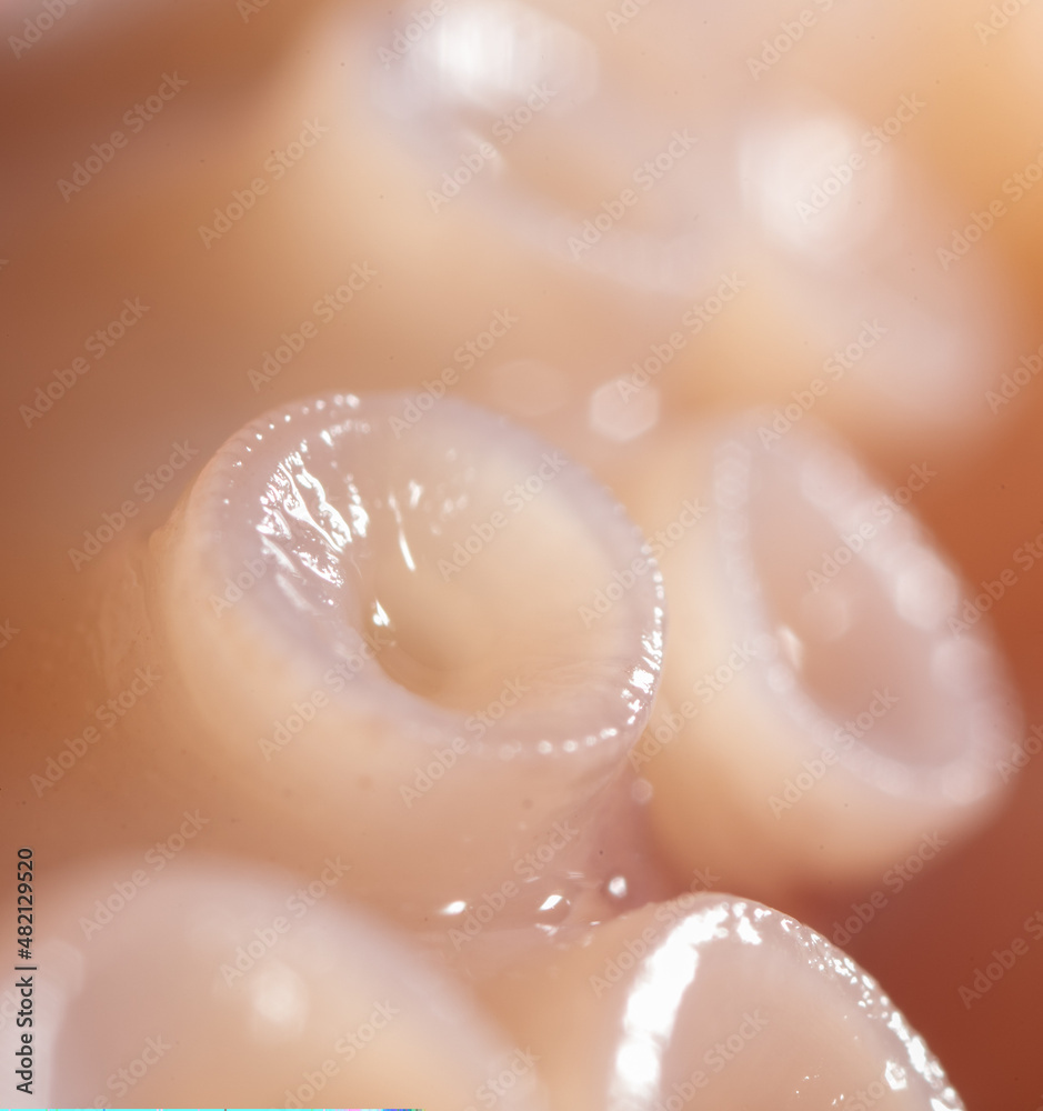 Fototapeta premium Close up of squid tentacles as background.
