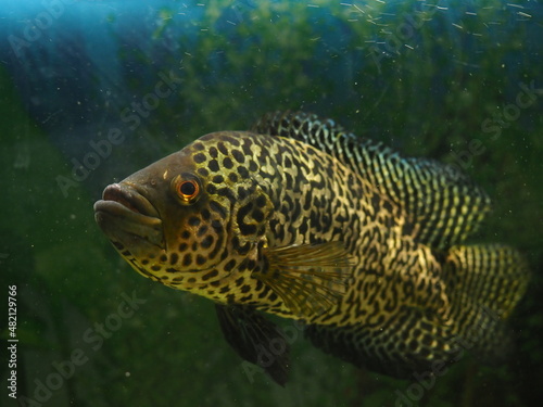 big fish swims in a home aquarium close-up