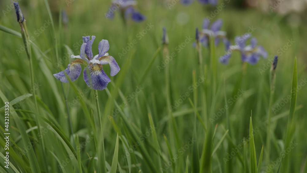 violet iris flowers in a garden closeup violet iris flowers in a garden closeup