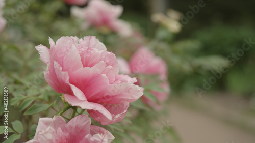Fototapeta Naklejka Na Ścianę i Meble -  rose flowers on a bush closeup