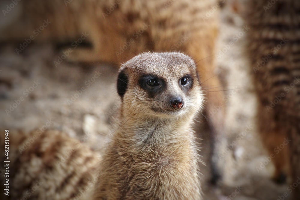 Fototapeta premium Erdmännchen - Meerkat