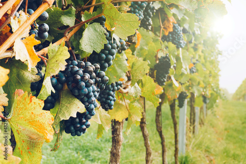 Tableau sur toile Red wine grapes in the vineyard during autumn