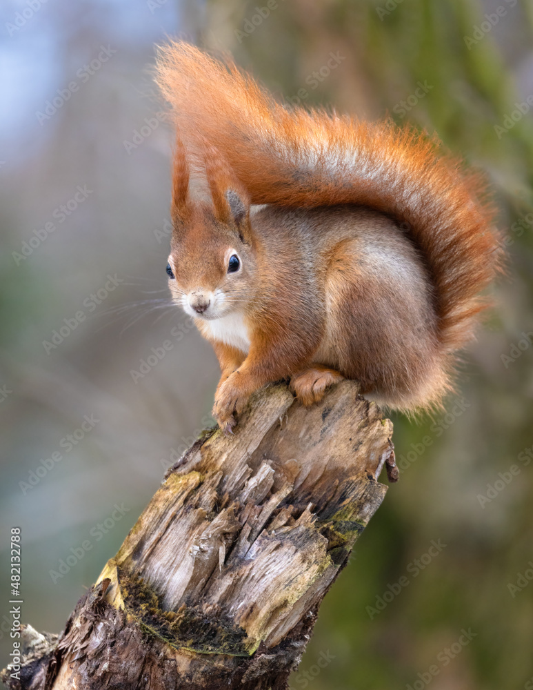 squirrel on a tree squirrel on a tree
