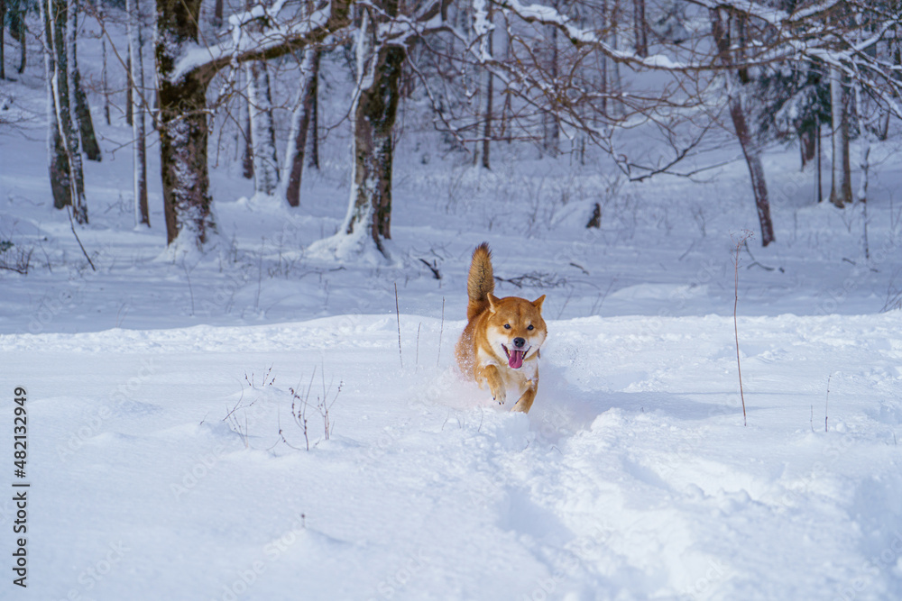 The Shiba Inu Japanese dog plays in the snow in winter.