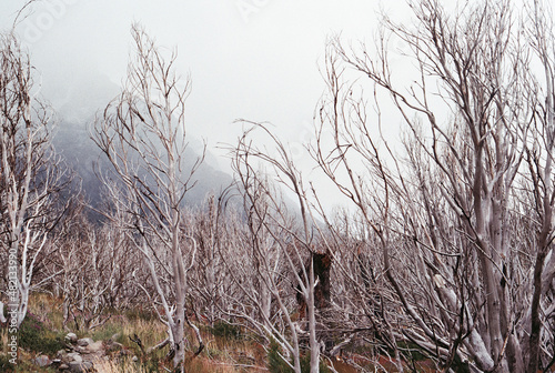 Dead forest