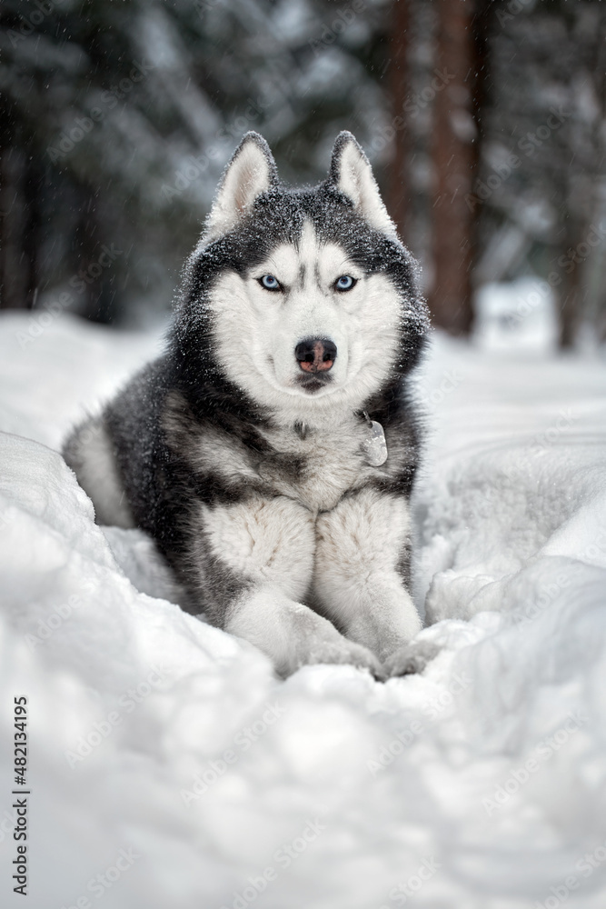 Siberian Husky dog in winter forest on snow Siberian Husky dog in winter forest on snow