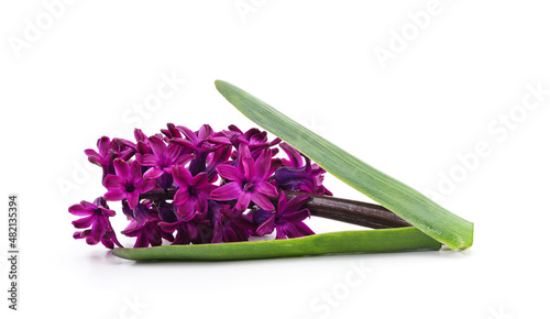 Gentle violet hyacinth.