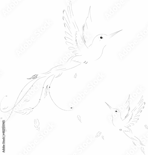 Fotografie A sketch of two humming birds.