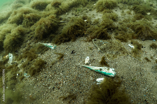garfish season in the Baltic Sea © Mariusz