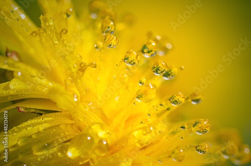 yellow flower with water drops