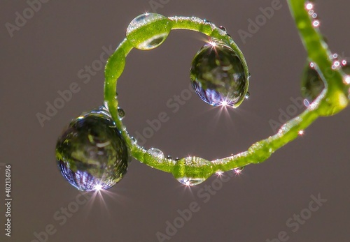 water drops on green leaf