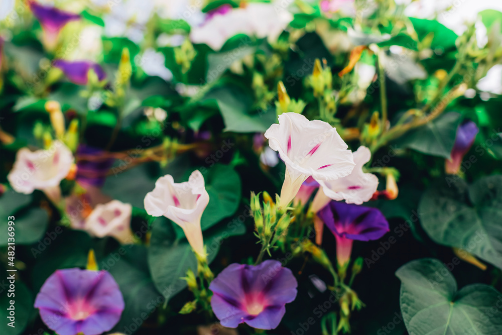 Morning glory white and purple flowers, Ipomoea purpurea in the garden. Natural background, selective focus Morning glory white and purple flowers, Ipomoea purpurea in the garden. Natural background, selective focus