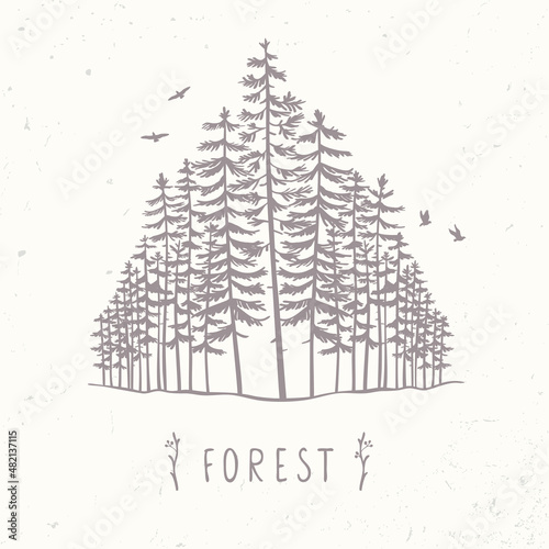forest of tall trees