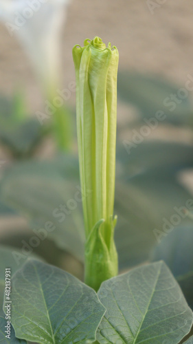 trumpet flower Flower bud in the plant with blur green leaf background