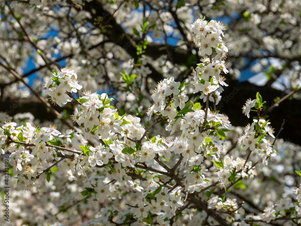 spring trees blooming with white flowers on a sunny day spring trees blooming with white flowers on a sunny day
