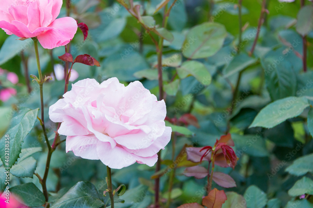 Tokyo, Japan - Rose Flower (Christian Dior) at Kyu-Furukawa Gardens in Tokyo, Japan. Tokyo, Japan - Rose Flower (Christian Dior) at Kyu-Furukawa Gardens in Tokyo, Japan.