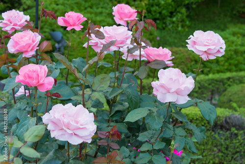 Tokyo, Japan - Rose Flower (Christian Dior) at Kyu-Furukawa Gardens in Tokyo, Japan.