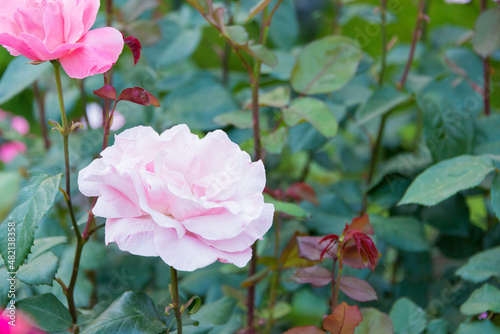 Tokyo, Japan - Rose Flower (Christian Dior) at Kyu-Furukawa Gardens in Tokyo, Japan. photo