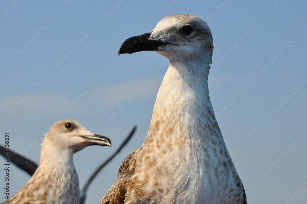 Seagull. outdoor photography. details. seagull in a beautiful summer day. Seagull. outdoor photography. details. seagull in a beautiful summer day.