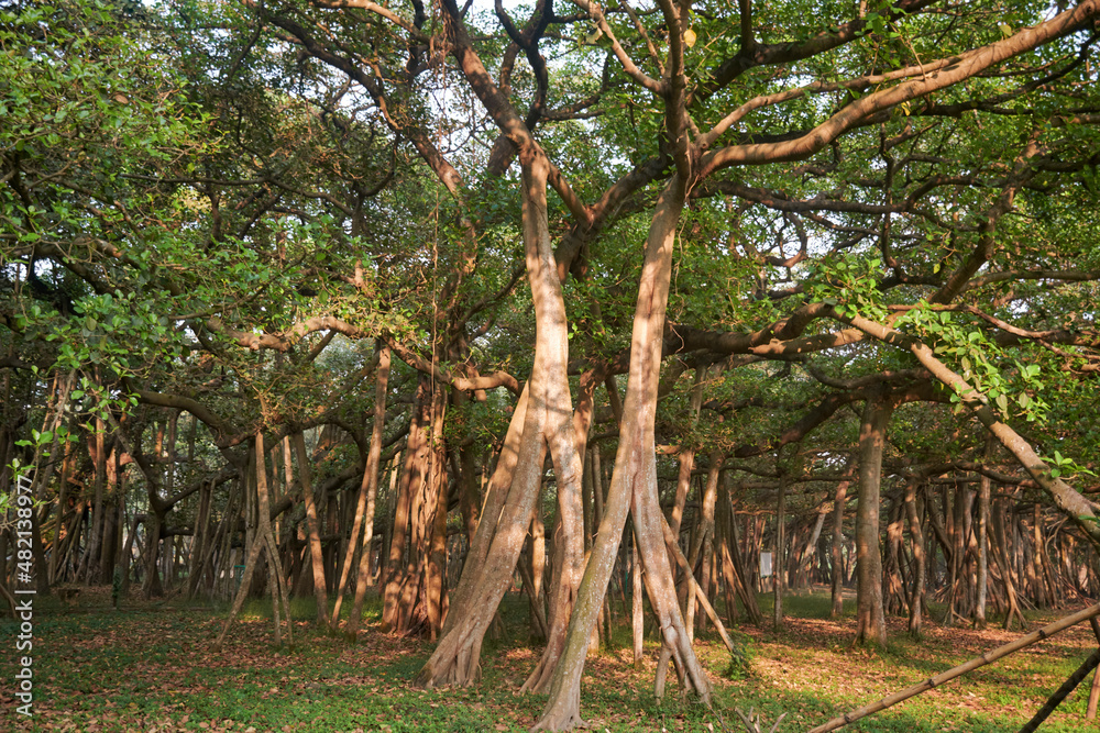 More than 250 years old banyan tree in Acharya Jagadish Chandra Bose Indian Botanic Garden at Shibpur, Howrah. Occupying about 19000 sq.m. & consisting of 4033 aerial roots, the tree looks like forest More than 250 years old banyan tree in Acharya Jagadish Chandra Bose Indian Botanic Garden at Shibpur, Howrah. Occupying about 19000 sq.m. & consisting of 4033 aerial roots, the tree looks like forest