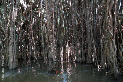 Khlong Sang Ne or Little Amazon Takua Pa in Phang Nga Thailand - short canal originated from Khao Bang Tao and ends at the Takua Pa River , see the old Banyan Mangrove snake and Reticulated python photo