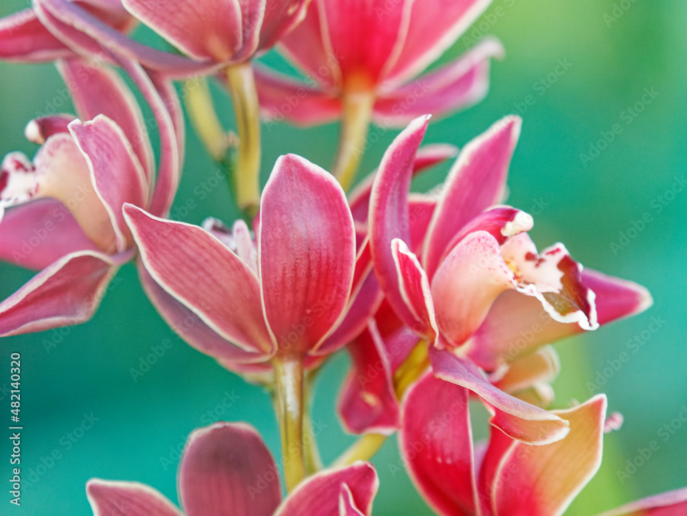 Obraz premium Close-up of beautiful vibrant pink orchid