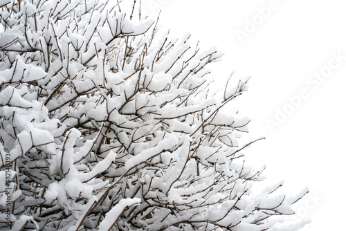 Tree branches covered with snow  textural effect  background - selective focus