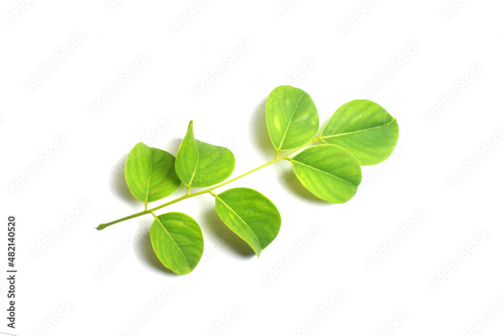 green leaves isolated on white background green leaves isolated on white background
