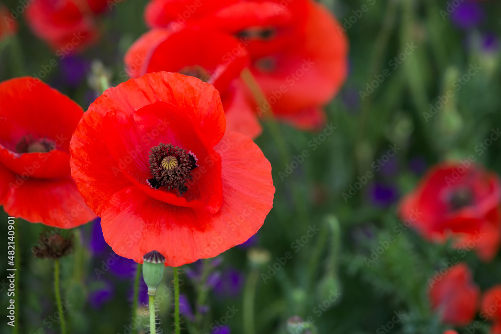 Flowers Red poppies blossom on wild field. Beautiful field red poppies with selective focus. soft light. Natural drugs. Glade of red poppies. Lonely poppy. Soft focus blur Flowers Red poppies blossom on wild field. Beautiful field red poppies with selective focus. soft light. Natural drugs. Glade of red poppies. Lonely poppy. Soft focus blur