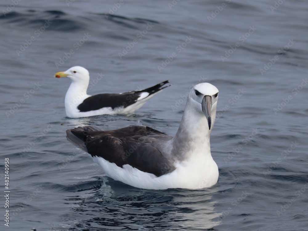 Seagull takes on a juvenile albatross for fishing scraps. Seagull takes on a juvenile albatross for fishing scraps.