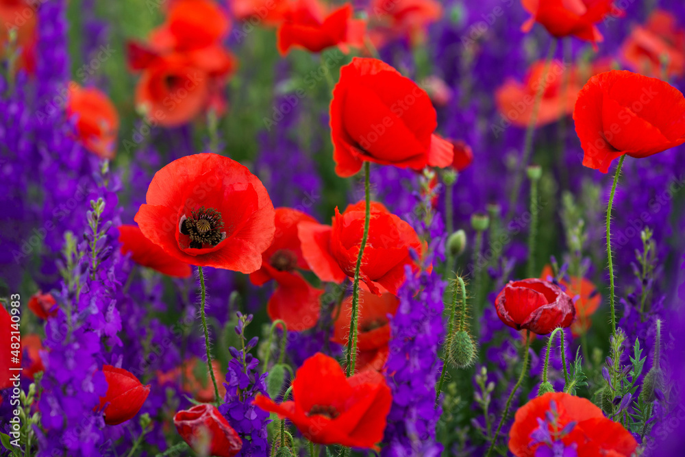 Wild poppies (Papaver rhoeas) and Forking larkspur (Consolida regalis) blooming in fthe field in sunny day - selective focus Wild poppies (Papaver rhoeas) and Forking larkspur (Consolida regalis) blooming in fthe field in sunny day - selective focus