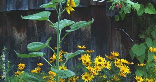 home garden with flowers, a beautiful sunflower