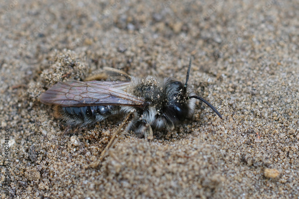 Closeup on a male grey-backed mining bee, Andrena vaga, digging in the sand Closeup on a male grey-backed mining bee, Andrena vaga, digging in the sand