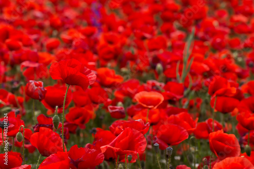 Flowers Red poppies blossom on wild field. Beautiful field red poppies with selective focus. soft light. Natural drugs. Glade of red poppies. Lonely poppy. Soft focus blur