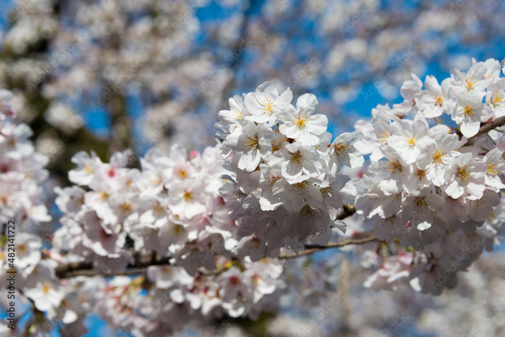Tokyo, Japan - Cherry blossoms at Ueno Toshogu Shrine in Ueno Park, Tokyo, Japan. A shrine dedicated to Tokugawa Ieyasu (1543-1616) built in 1627. Tokyo, Japan - Cherry blossoms at Ueno Toshogu Shrine in Ueno Park, Tokyo, Japan. A shrine dedicated to Tokugawa Ieyasu (1543-1616) built in 1627.