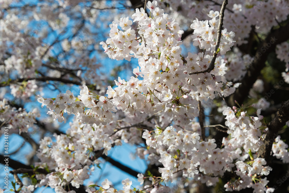 Tokyo, Japan - Cherry blossoms at Ueno Toshogu Shrine in Ueno Park, Tokyo, Japan. A shrine dedicated to Tokugawa Ieyasu (1543-1616) built in 1627. Tokyo, Japan - Cherry blossoms at Ueno Toshogu Shrine in Ueno Park, Tokyo, Japan. A shrine dedicated to Tokugawa Ieyasu (1543-1616) built in 1627.