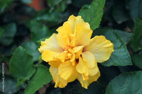 Closeup of a beautiful large yellow Hibiscus flower with green leaves background in garden. Shot taken in Simultala, Bihar. © suprabhat