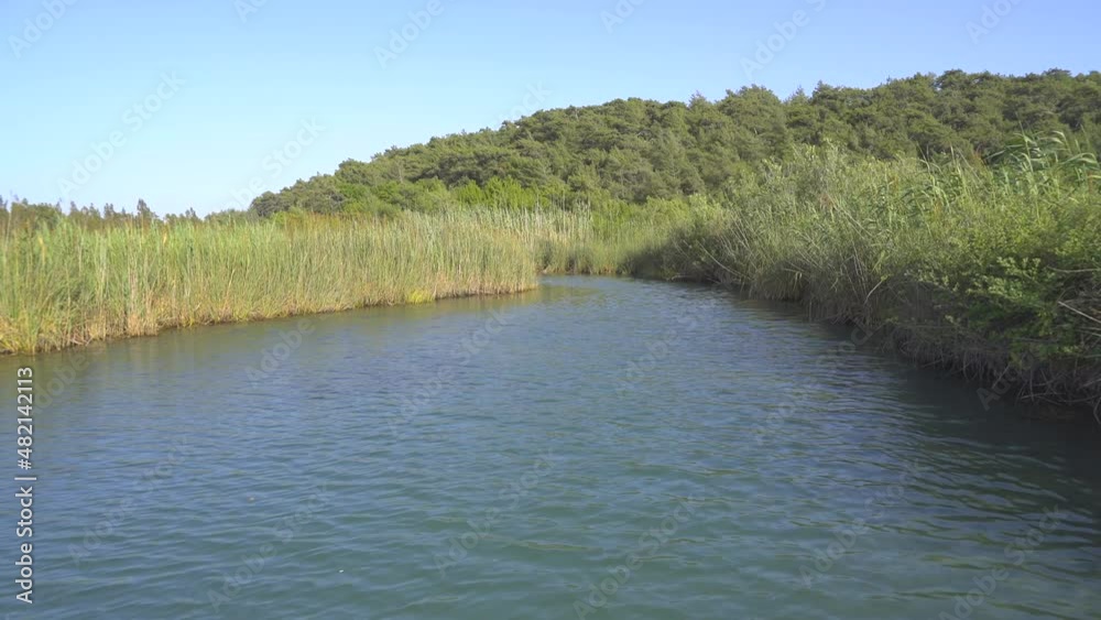 4K.Reeds on the edge of the river in the forest in Africa.Camera going on water surface.Freshwater stream in lowland.Sunny day in summer.Peaceful, uninhabited and untouched wetland.Morass tropical 4K 4K.Reeds on the edge of the river in the forest in Africa.Camera going on water surface.Freshwater stream in lowland.Sunny day in summer.Peaceful, uninhabited and untouched wetland.Morass tropical 4K