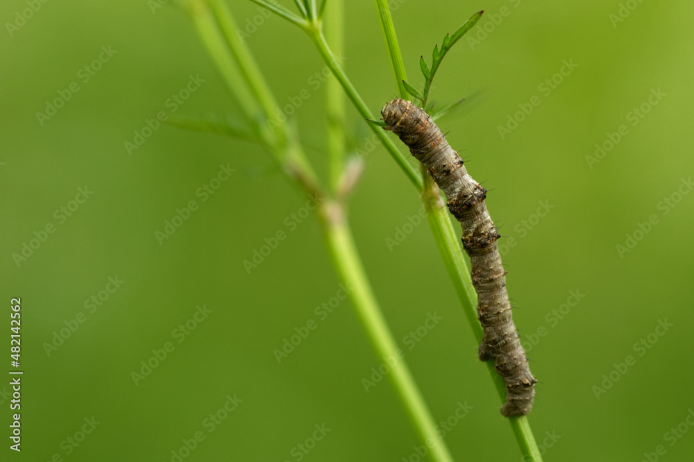 Schneespanner (Apocheima pilosaria)