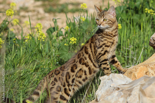 Εκτύπωση καμβά bangal cat on the white background. High quality photo