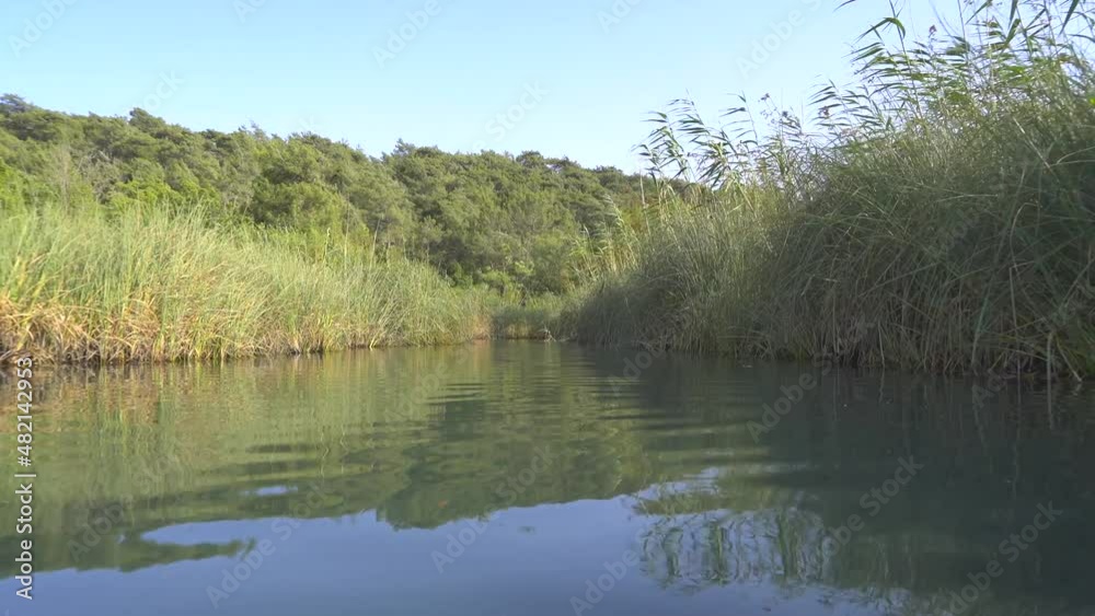 4K.Reeds on the edge of the river in the forest in Africa.Camera going on water surface.Freshwater stream in lowland.Sunny day in summer.Peaceful, uninhabited and untouched wetland.Morass tropical 4K 4K.Reeds on the edge of the river in the forest in Africa.Camera going on water surface.Freshwater stream in lowland.Sunny day in summer.Peaceful, uninhabited and untouched wetland.Morass tropical 4K