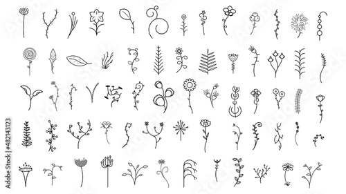 Abstract Set Doodle Elements Hand Drawn Collection Botanic Herbal Flora Leaf Branch Vine Flower Plant Elements F Vector Desgin Style
