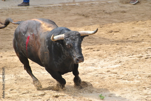 Bull in the city square 