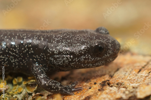 Closeup on the head of a rare white speckled subadult Ishizuchi salamander, Hynobius hirosei on wood