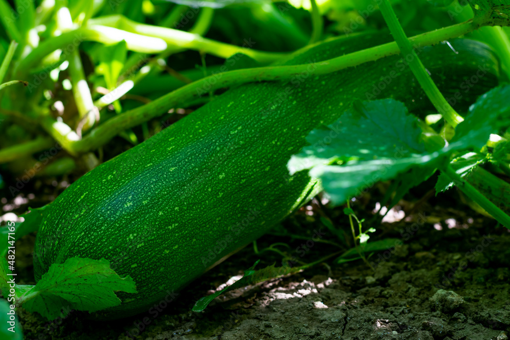 Obraz premium Young zucchini plant is growing on garden bed. Cultivation and harvesting of organic vegetables in farm