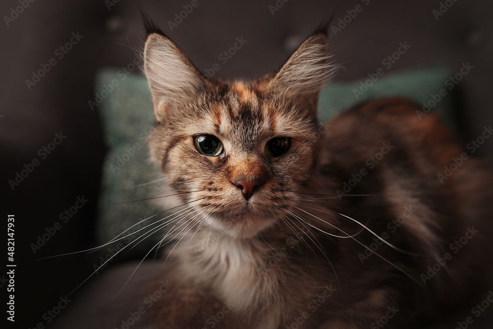poid chat adulte maine coon