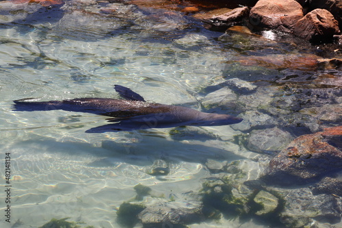 A seal swimming underwater in Hout Bay harbour