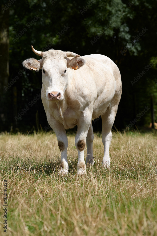 White cow in the field